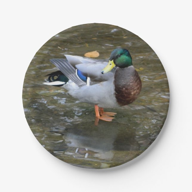 Prato De Papel Placa de papel Mallard Duck (Masculino) (Frente)
