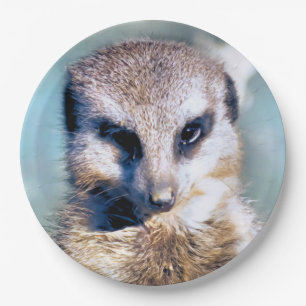 Prato De Papel Placa de papel MEERKAT