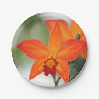 Prato De Papel Placa de Papel Orquídea Laranja Tropical