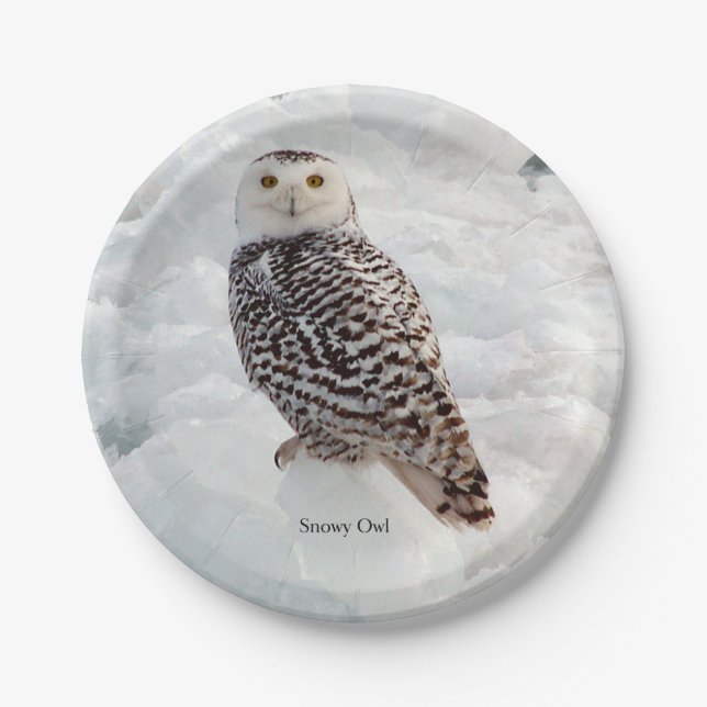 Prato De Papel Placa de papel Snowy Owl (Frente)