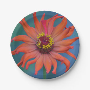 Prato De Papel Placa de Papel Zinnia Laranja
