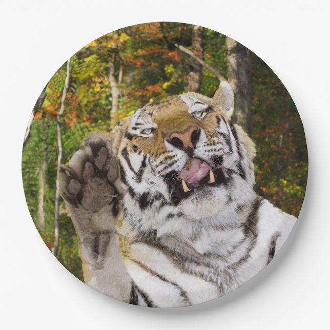 Prato De Papel Placa festa de aniversário (Frente)