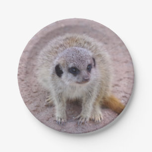 Prato De Papel Placas de papel de Meerkat