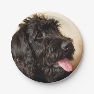 Prato De Papel Placas de papel Labradoodle, 7"
