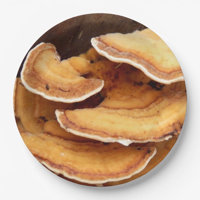 Prato De Papel Placas de papel Stereum Hirsutum Fungi (Frente)