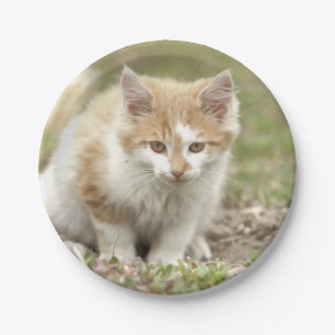 Prato De Papel Plano de papel. Gato fotográfico, animal de estim