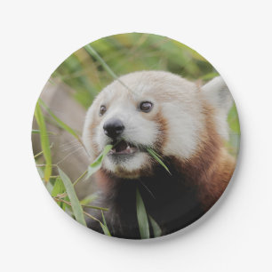Prato De Papel Plano de papel Panda vermelha fotográfica 0470.