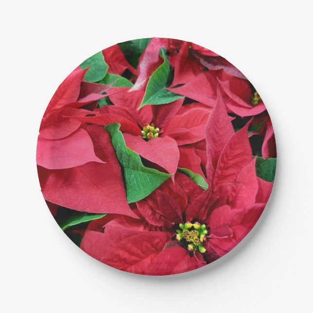 Prato De Papel Poinsettia (Frente)