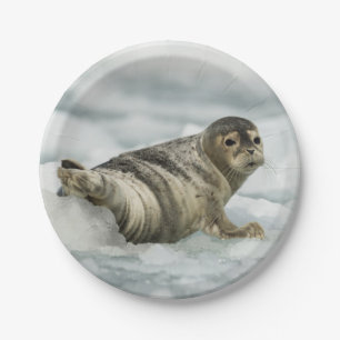 Prato De Papel Precioso Baby Seal