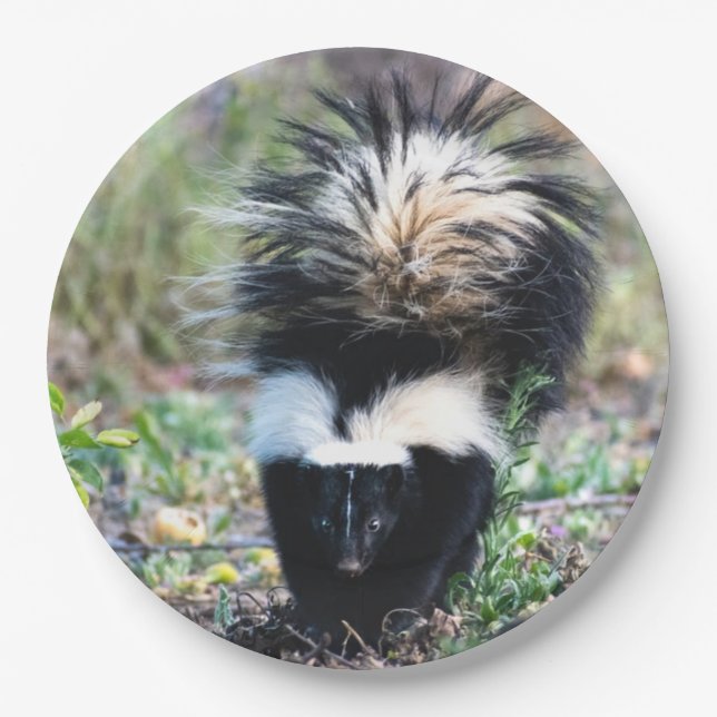 Prato De Papel Preto e branco do gambá (Frente)