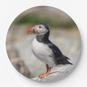 Prato De Papel Puffin Atlântico em Machias, Maine