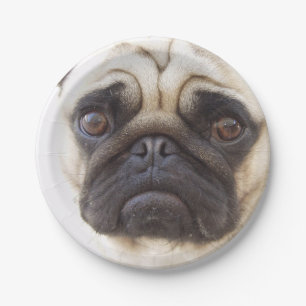 Prato De Papel pug-7
