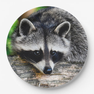 Prato De Papel Raccoon 003