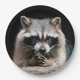 Prato De Papel Raccoon 004