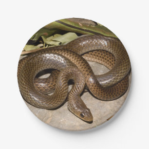 Prato De Papel Ratsnake chinês