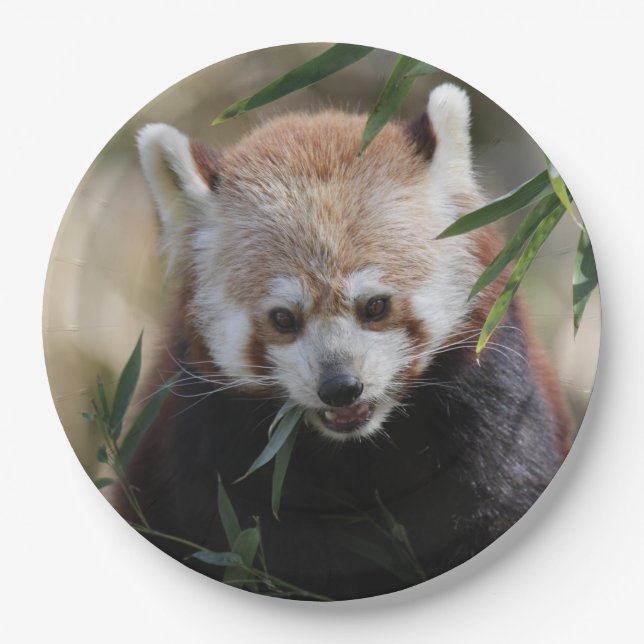 Prato De Papel Red_Panda_2015_0311 (Frente)