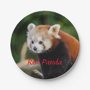Prato De Papel Red Panda Bear