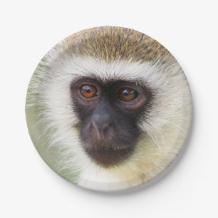 Prato De Papel Retrato bonito do macaco