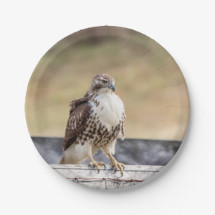 Prato De Papel Retrato de um Falcão Malhado Vermelho Imaturo