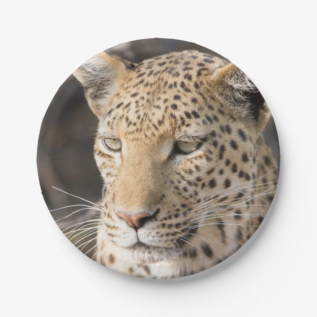 Prato De Papel Retrato leopardo (Frente)
