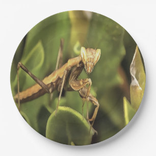 Prato De Papel Rezando Mantis Retrait Arte Insetada