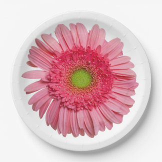 Prato De Papel Rosa Gerbera Daisy