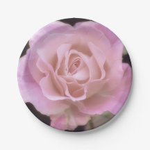 Rosa rosa magnífica