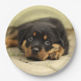 Prato De Papel Rottweiler20150901