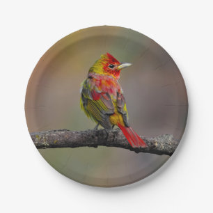 Prato De Papel Scarlet Tanager Molting - Fotografia original