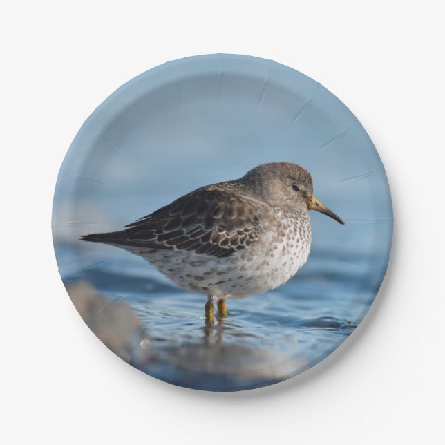 Prato De Papel Searing Rock Sandpiper (Frente)