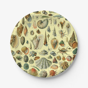 Prato De Papel Seashell Shell Mollusk Clam Elegant Clam Art