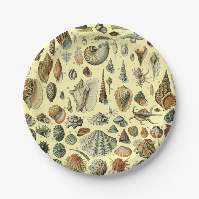 Prato De Papel Seashell Shell Mollusk Clam Elegant Clam Art (Frente)