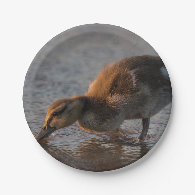 Prato De Papel Sesty Baby (Frente)