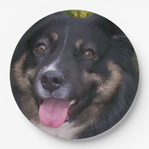 Prato De Papel Shepherd Black Tri Americano Miniatura