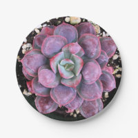 Succulent roxo colorido dos pingos de chuva de