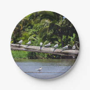 Prato De Papel Terns reais, estuário do rio Tortuguero - Costa R