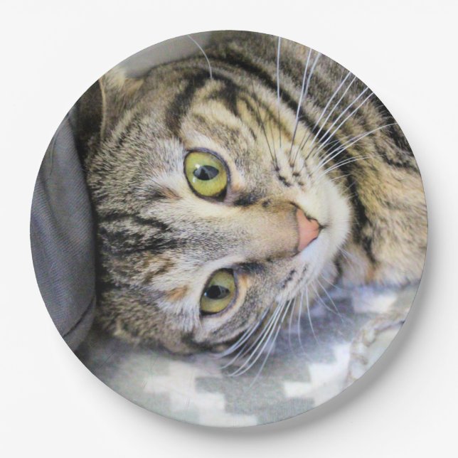 Prato De Papel Tigre (Frente)