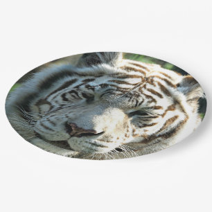 Prato De Papel Tigre Branco