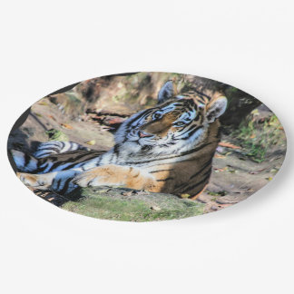 Prato De Papel Tigre-de-bengala Descansando sobre Rocha na Flores