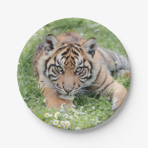 Prato De Papel Tigre fotográfico, animais 0276.