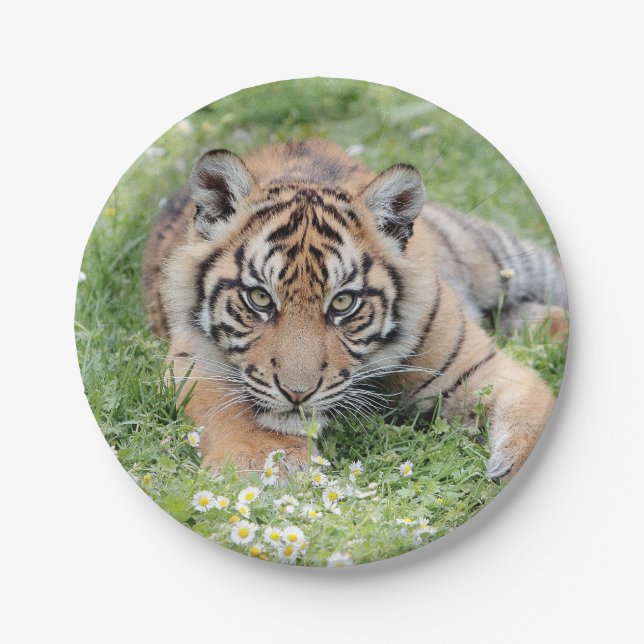 Prato De Papel Tigre fotográfico, animais 0276. (Frente)