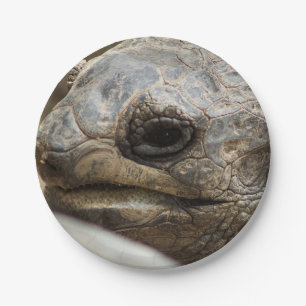 Prato De Papel Tortoise