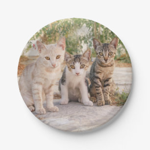 Prato De Papel Três gatinhos bonitinhos se sentam amigavelmente j