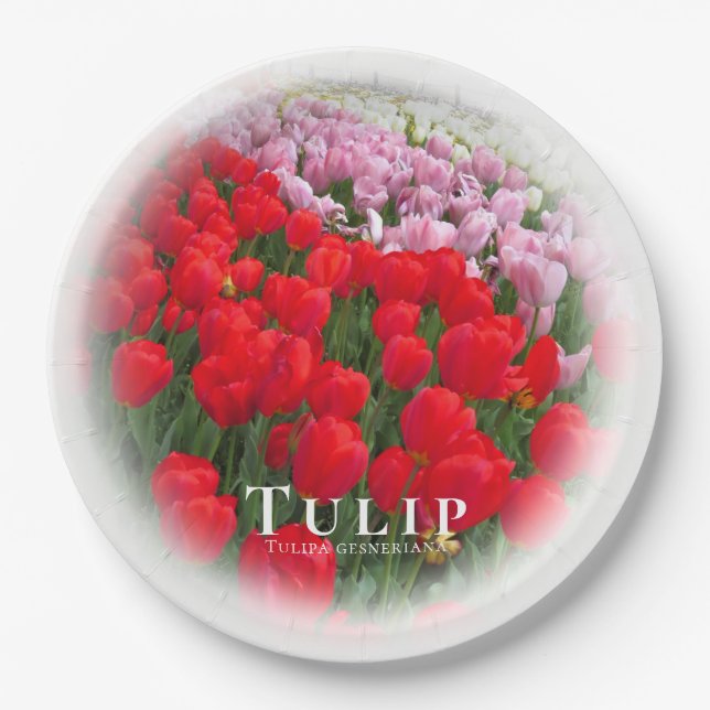 Prato De Papel Tulip (Frente)
