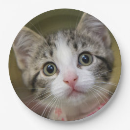 Prato De Papel Um gatinho bonito com olhos verdes