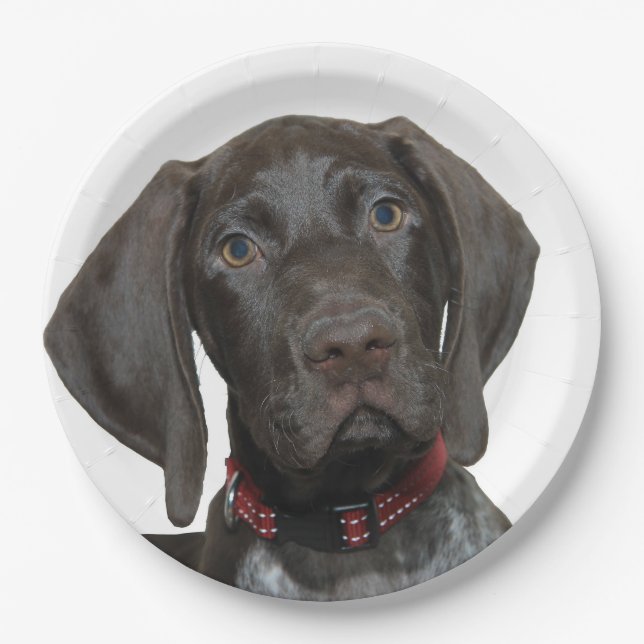 Prato De Papel Urso lustroso (Frente)