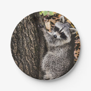 Prato De Papel Wilderness Wilderness Raccoon
