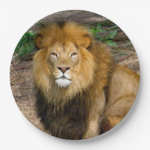 Wildlife African Lion Sitting Photo