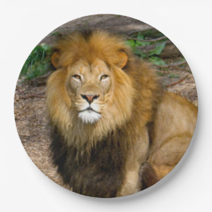 Prato De Papel Wildlife African Lion Sitting Photo