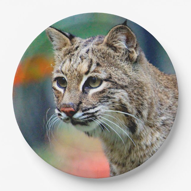 Prato De Papel Wildlife Bobcat Photo (Frente)